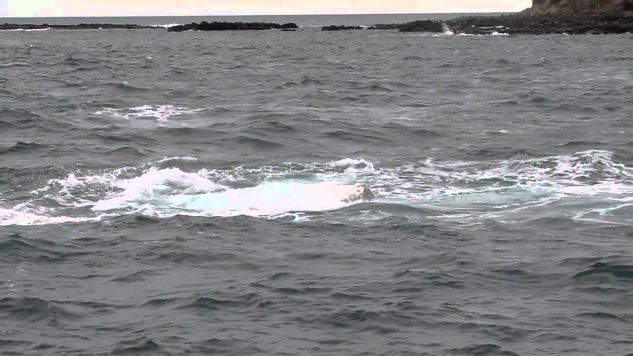 WHALES AT PHILLIP ISLAND - YouTube