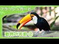 【動物の名前②】0歳から始める知育フラッシュカード
