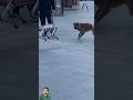 Robo Dog Vs Street Dog 👾😱🐕 #shorts #funny #shortvideo #streetdog #robotdog #robot #viral #usa #india