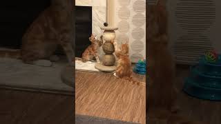 Domestic Mediumhair Cats