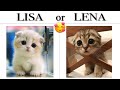 LISA OR LENA 💖cute cats