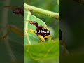 This Insect Has a Neck Like a Giraffe?! You Won’t Believe It Exists! #GiraffeWeevil #WeirdInsects