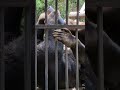 マレーグマ