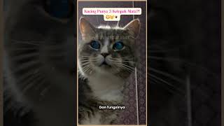 Kucing Punya 3 Kelopak Mata?! 😳🐱👁️