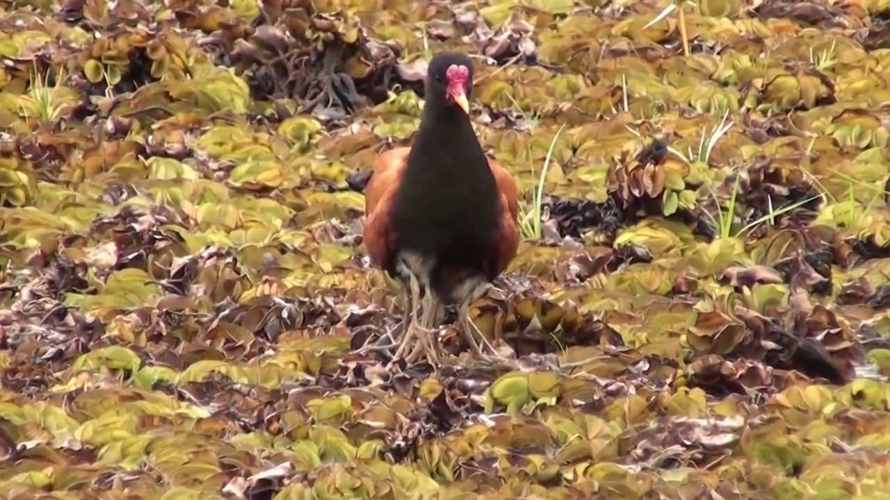 8 legged jacana 