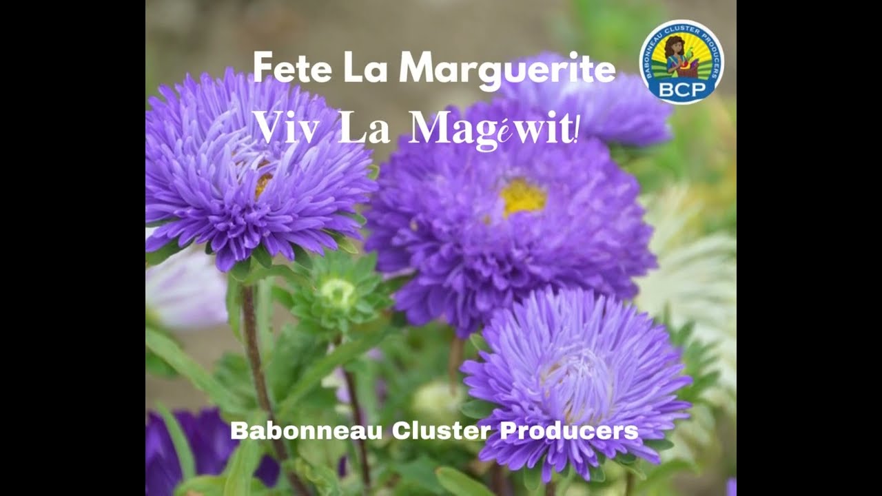 St Lucia National Flower Marguerite Best Flower Site