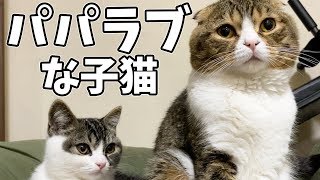 今日もパパが大好きな子猫