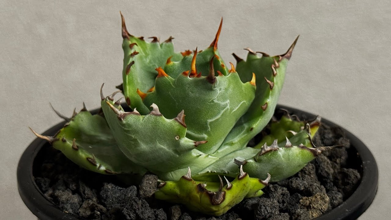 20260601 アガベ ハイブリッド・姫蠍蟹 (小株)-015｜Agave gypsophila
