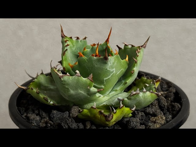 20260601 アガベ ハイブリッド・姫蠍蟹 (小株)-015｜Agave gypsophila
