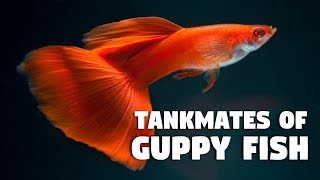 Best Tankmates Of Guppy Fish