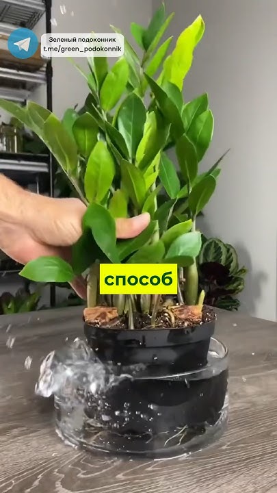 Как размножить замиокулькас🌱 #цветы #дача #сад #огород #замиокулькас # ...