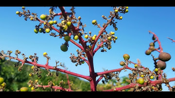 ultra high density and open tatura trellis for mango 2021
