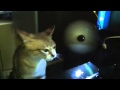 Australian Mist Cat の動画、YouTube動画。