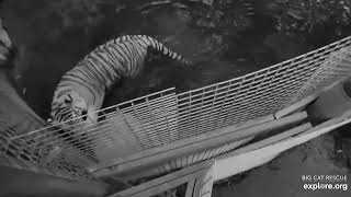 Dutchess swimming at the crack of dawn.  Dutchess tiger at Big Cat Rescue.