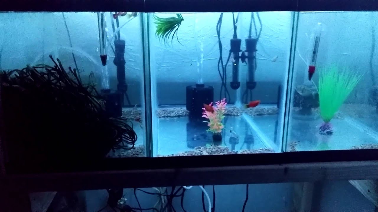 My multiple fish breeding setup part 1 YouTube