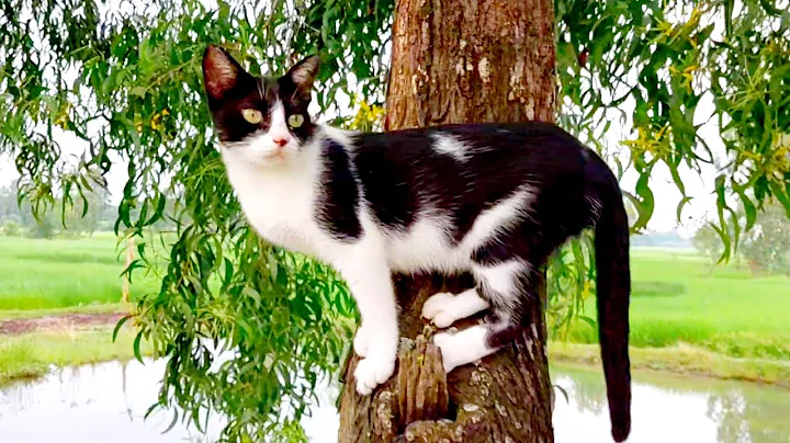 Watch the video about Cute cat funny videos talking || cute baby cats meowing #catvideos #cat #meow #pets #funny #kitty