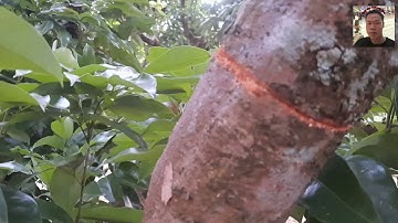 chia sẻ cùng bà con làm vườn cách khoanh vải 10/11/2021