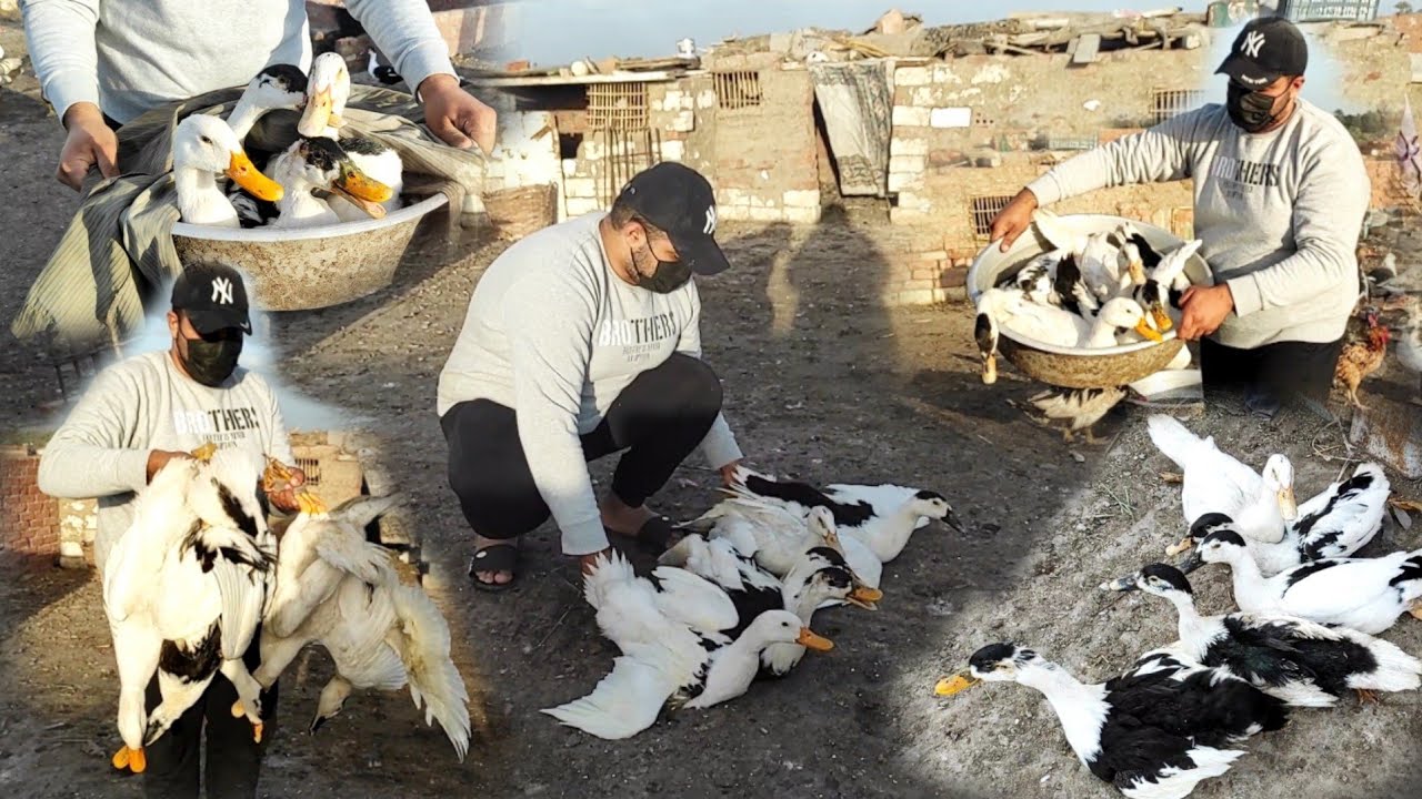 رحت ابيع البط في سوق التلات اتصدمت من الاسعار ومن الموقف الي حصلي في قلب السوق حسبي الله ونعم الوكيل