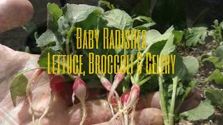 Snacking on microgreens and baby radishes while transplanting thinning
out the lettuce, broccoli, celery radishes.