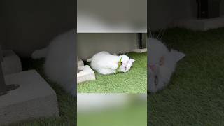 バッタを見せたら野生の本能が目覚めた！