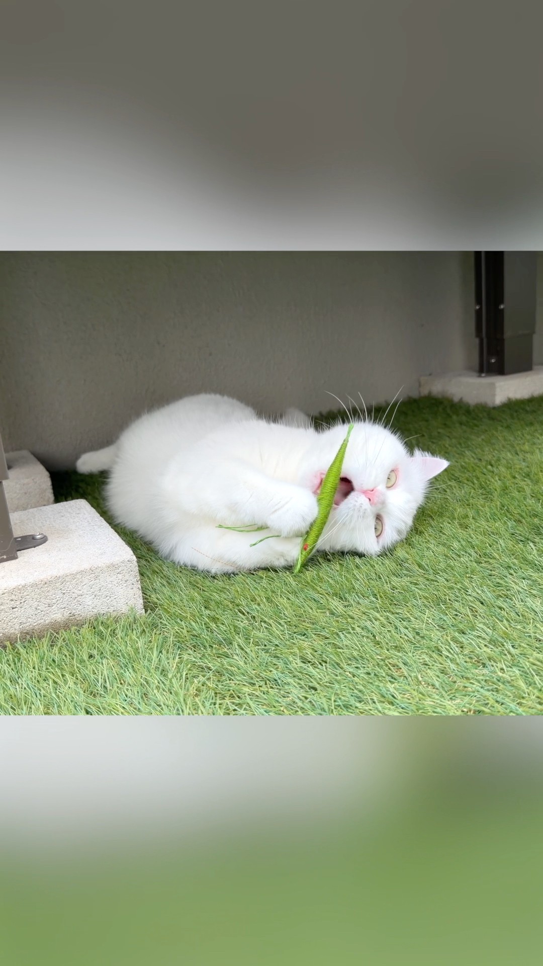 ポムさんとしまちゃん / ねこべや。 - YouTube