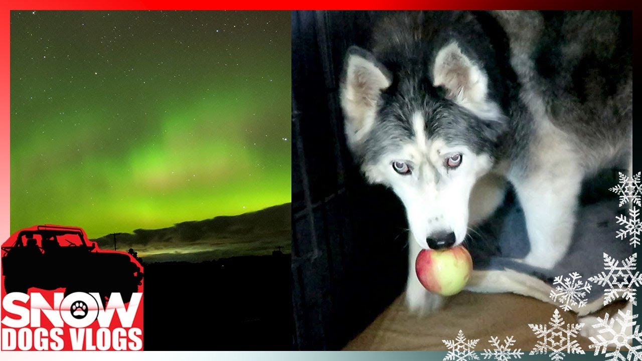 OAKLEY STOLE AN APPLE 🍎 and Northern Lights show