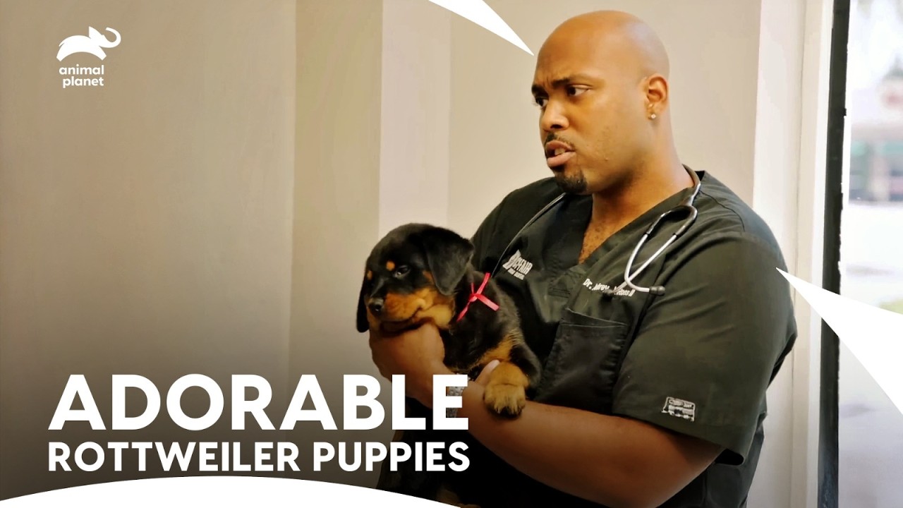 Dr. Blue vs. Dr. Ross: Who’s the Best Dog Trainer? | The Vet Life ...