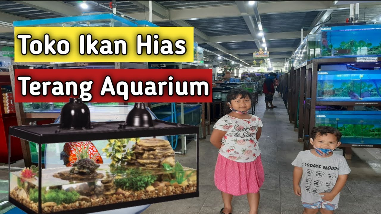 🔴Toko Ikan Hias Terbesar Di Bogor - Terang Aquarium - YouTube