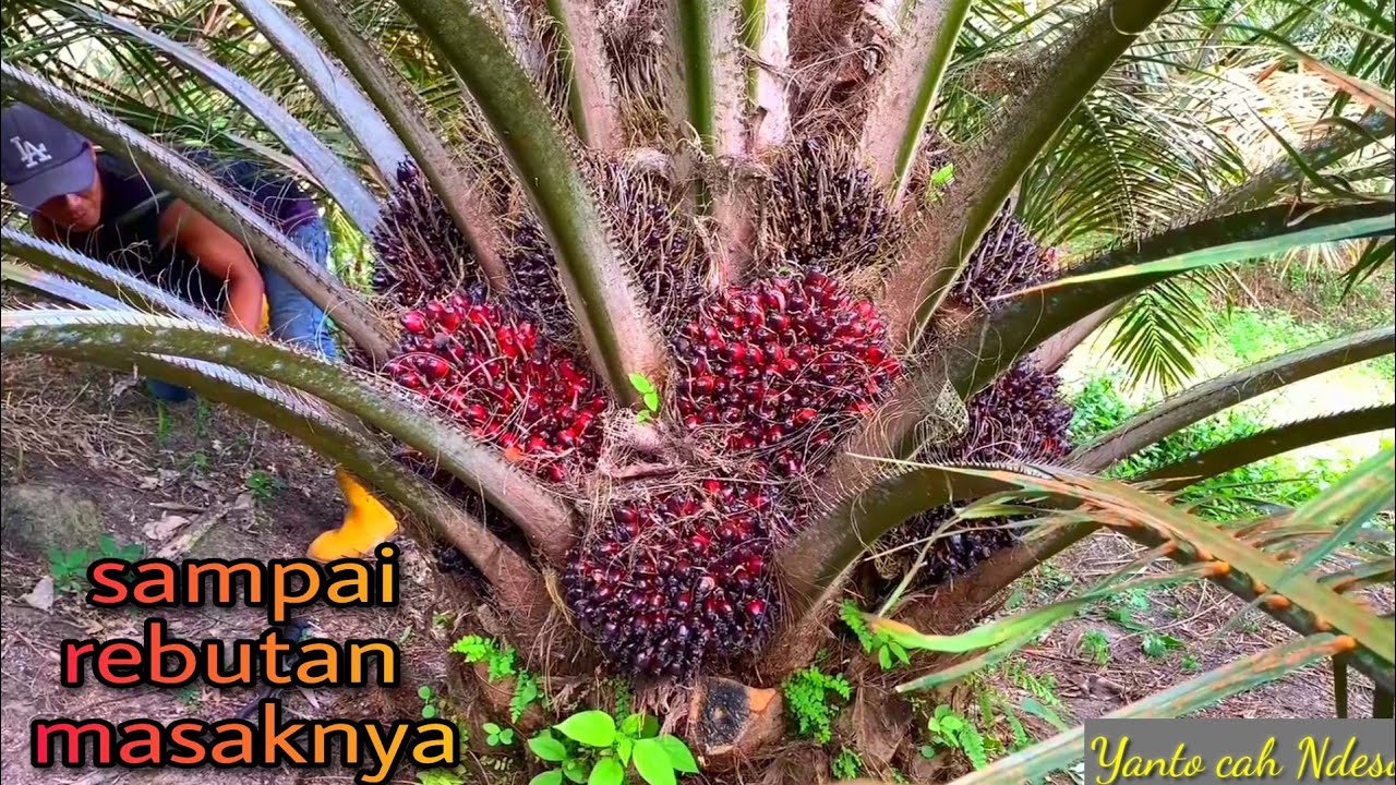 Panen sawit dodosan tandan masak pada rebutan