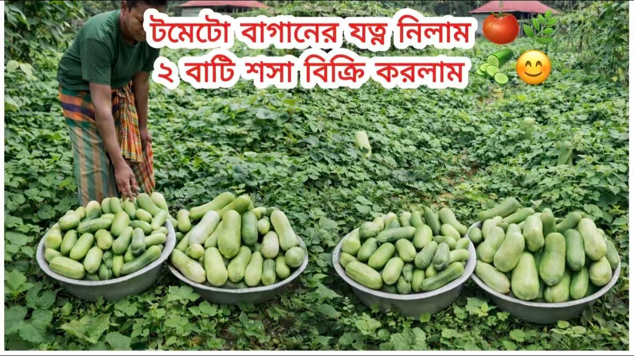 টমেটো বাগানের যত্ন নিলাম 🍅🌿 ২ বাটি শসা বিক্রি করলাম 🥒😊
