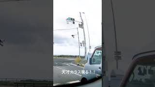 驚愕!天才カラス現る!横断歩道を歩いて渡ります!!