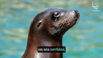 The Role of Keystone Species: How Certain Animals Shape and Support Entire Ecosystems