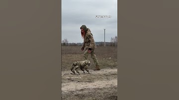 Ukrainian Soldier With a Robot Dog. Modern Warfare in Ukraine