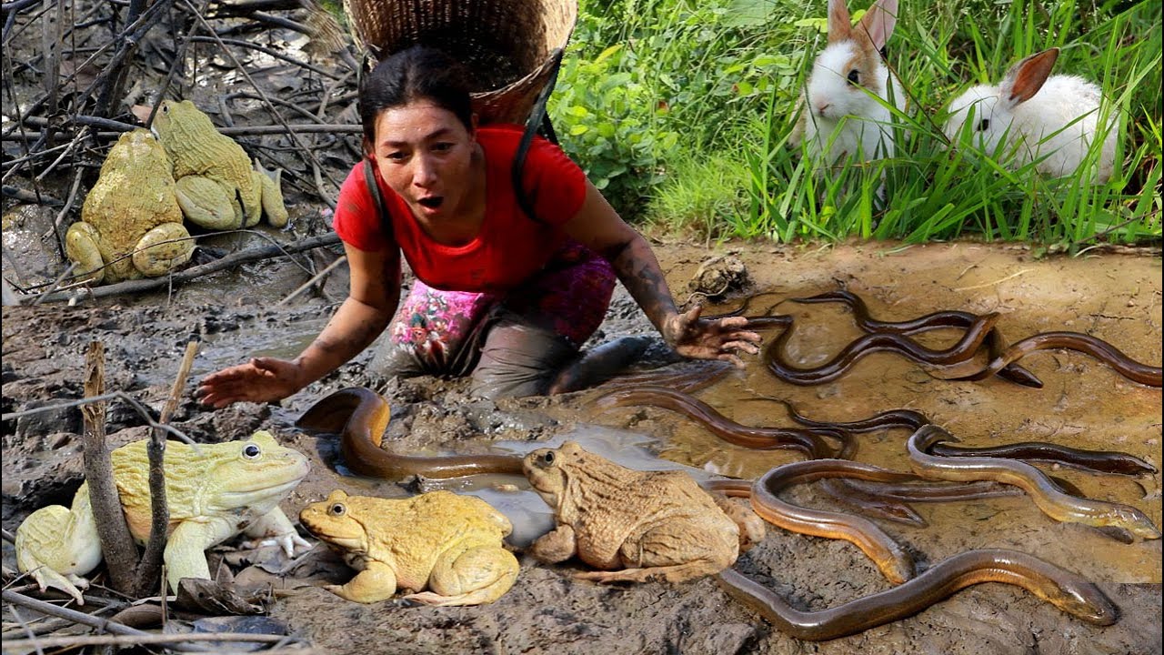 Catch many ell and frog in water muddy- Cooking ell hot spicy +4food of ...