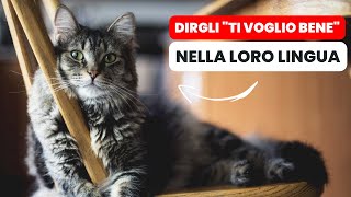 12 Modi per Dire al Gatto “Ti voglio Bene” nella loro Lingua