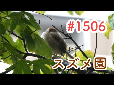 スズメさんの日常#1506 - YouTube