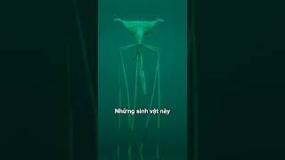 Bí Ẩn Mực 'Ngoài Hành Tinh' Dưới Lòng Đại Dương 😱 Bí Ẩn Mực 'Ngoài Hành Tinh' Dưới Lòng Đại Dương 😱