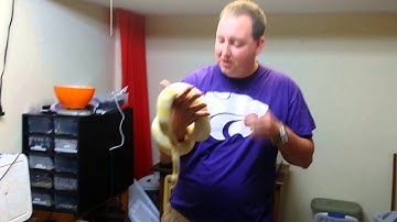 Olympus reptiles ball python morphs #2 albino.