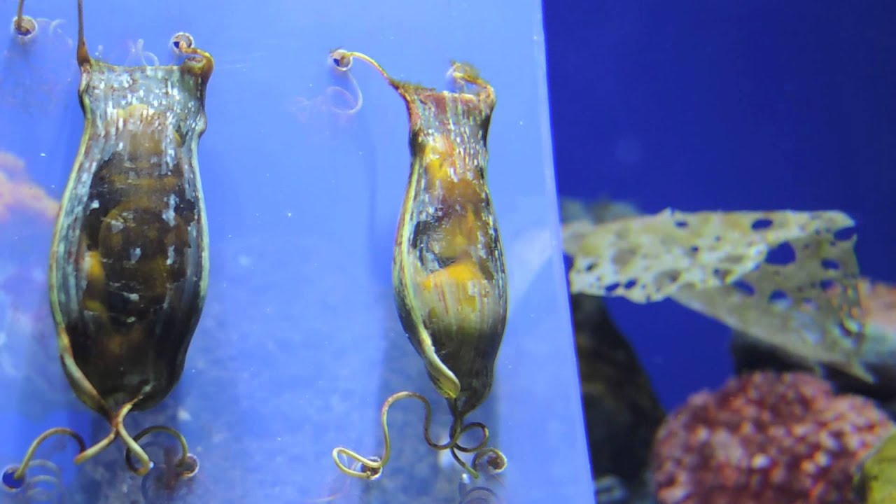 サンシャイン水族館 へんないきもの展 鑑賞魚のブログ お魚まにあ 終了 サンシャイン水族館 へんないきもの展 鑑賞魚のブログ お魚まにあ 終了