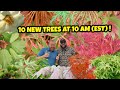 The terrifically awesome 10 new trees at 10 am est  japanese maples for the home garden