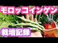 モロッコインゲンの栽培記録　種まきから収穫まで