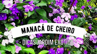 Como cuidar do Manacá de Cheiro? Aprenda a cultivar o Manacá de Jardim -  thptnganamst.edu.vn