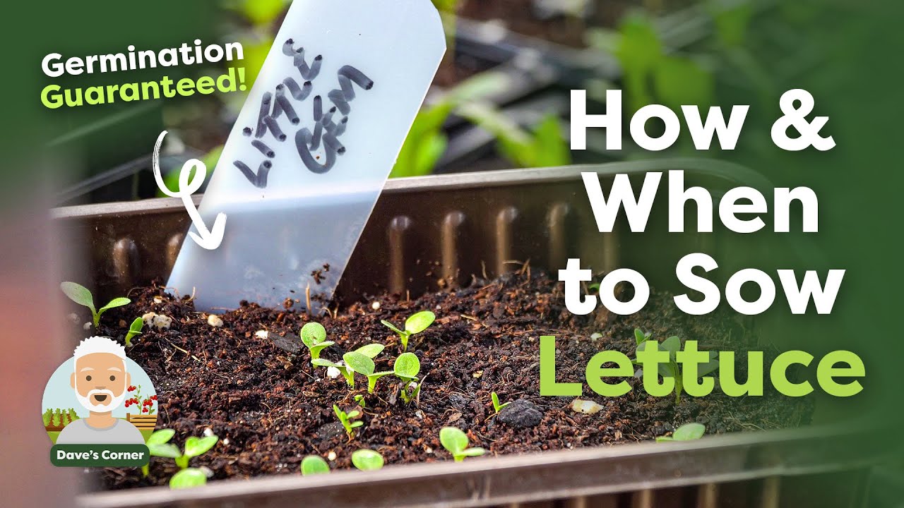 How and When to Sow Lettuce Seeds YouTube