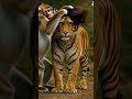 #ai #tiger #tiger video #funyanimals #funny #cute #animals #ai video #hilight #viralvideo#