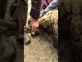 Trimming A Sheep S Foot 