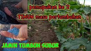 pemupukan timun yang ke2 masa pertumbuhan menjelang pembungaan.