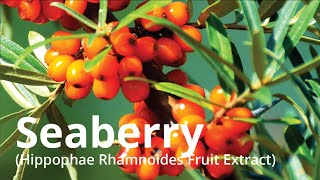 Seaberry (Hippophae Rhamnoides Fruit Extract)