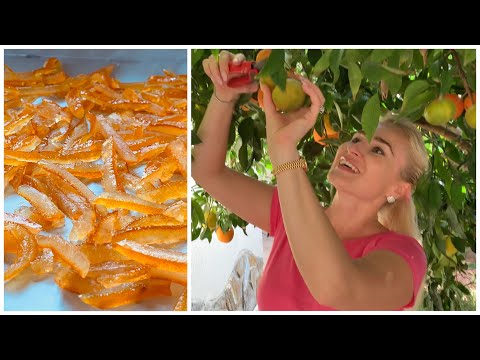 Цитрусовый РАЙ - Готовим ЦУКАТЫ из апельсиновых корочек из нашего урожая