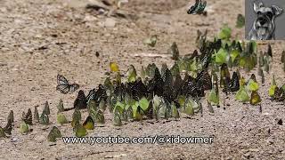 BUTTERFLIES puddling at high noon, Thailand