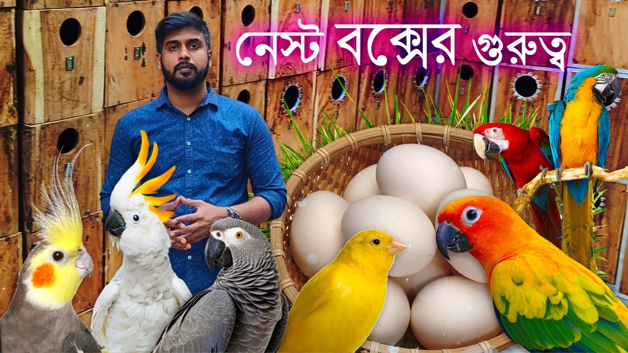 পাখির ব্রিডিং বক্সের গুরুত্ব | পাখির নেস্ট বক্সের প্রয়োজন | পাখির নেস্টিং মেটেরিয়াল গোপন টিপস🙋❤️🐦💥📦